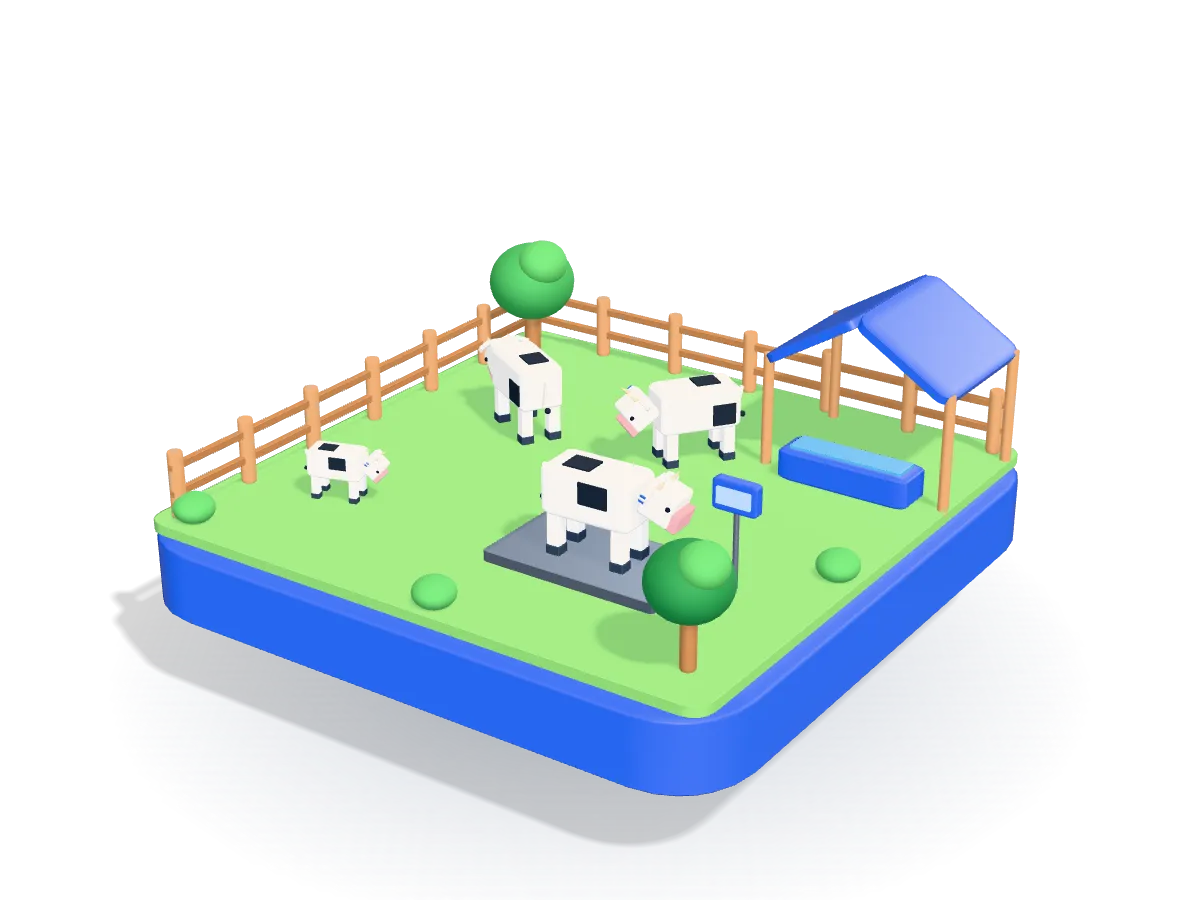 White cattle with black patches in a fenced green pasture, one of them standing on a weighing scale, beside a blue-roofed shelter.